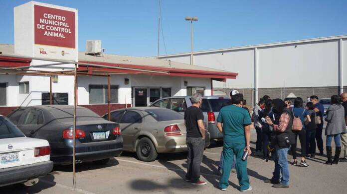Veterinarios exigen a CEMCA reanudar capturas de perros