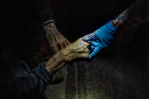 tatuajes para reconocer cadáveres