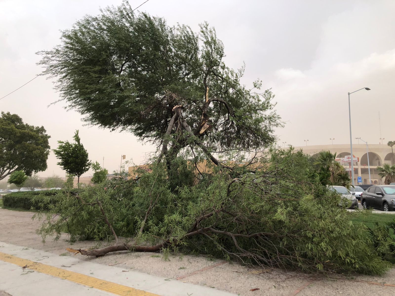 reportan caída de arboles