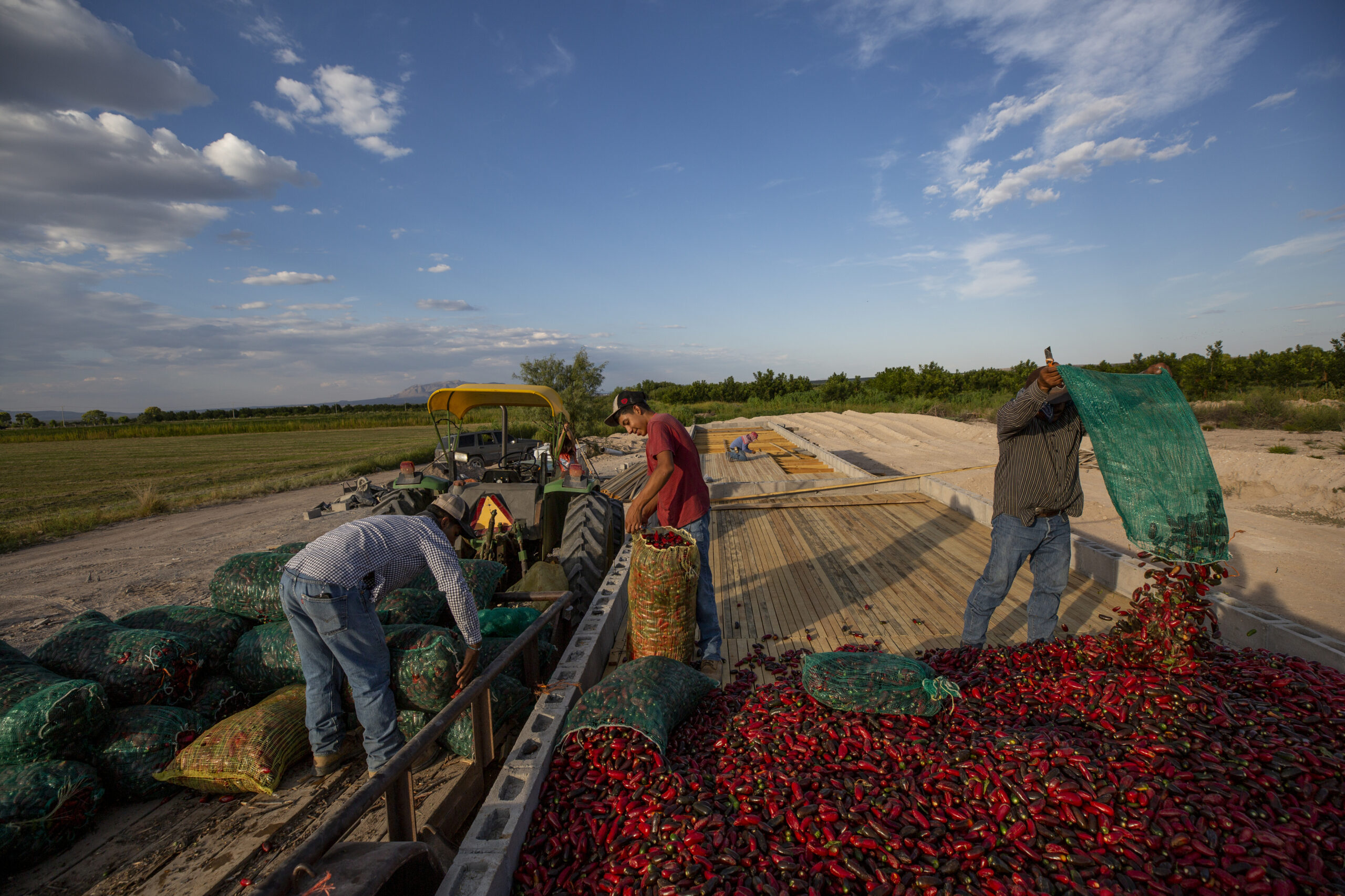 “Es nuestra presa”: La tensión crece en el río Bravo mientras México se atrasa con la entrega de agua 9 Los chiles jalapeños se extienden sobre una plataforma de madera para ser ahumados para chipotle en San Francisco de Conchos en agosto de 2023.
