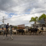 “Es nuestra presa”: La tensión crece en el río Bravo mientras México se atrasa con la entrega de agua 10 El ganado es arreado por una calle en Saucillo, Chihuahua. La ganadería es un motor económico en la región de Delicias, pero se ha visto afectada por la sequía.