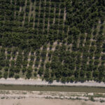 “Es nuestra presa”: La tensión crece en el río Bravo mientras México se atrasa con la entrega de agua 12 Una nogalera bordea un canal de riego en Delicias, Chihuahua, en agosto de 2023. La nuez pecana es uno de los cultivos más importantes en la región de Delicias, en la cuenca del Río Conchos.