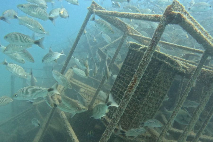 Arrecife Shell Nurse en La Paz, un modelo japonés para restaurar el Golfo de California 2 Interiores 900x600 1 1