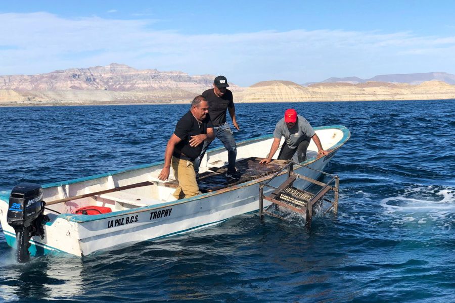 Arrecife Shell Nurse en La Paz, un modelo japonés para restaurar el Golfo de California 1 Interiores 900x600 1