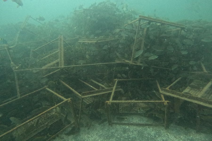 Arrecife Shell Nurse en La Paz, un modelo japonés para restaurar el Golfo de California 3 Interiores 900x600 2