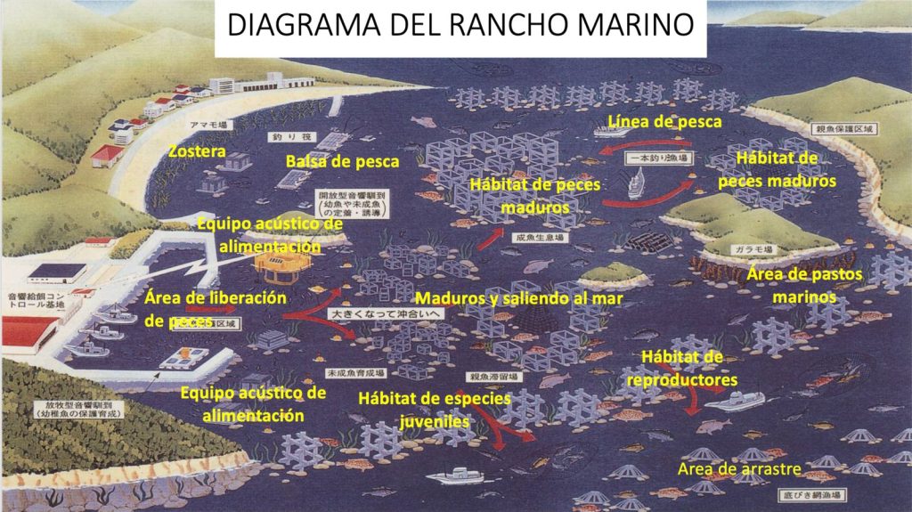 Arrecife Shell Nurse en La Paz, un modelo japonés para restaurar el Golfo de California 4 Rancho Marino