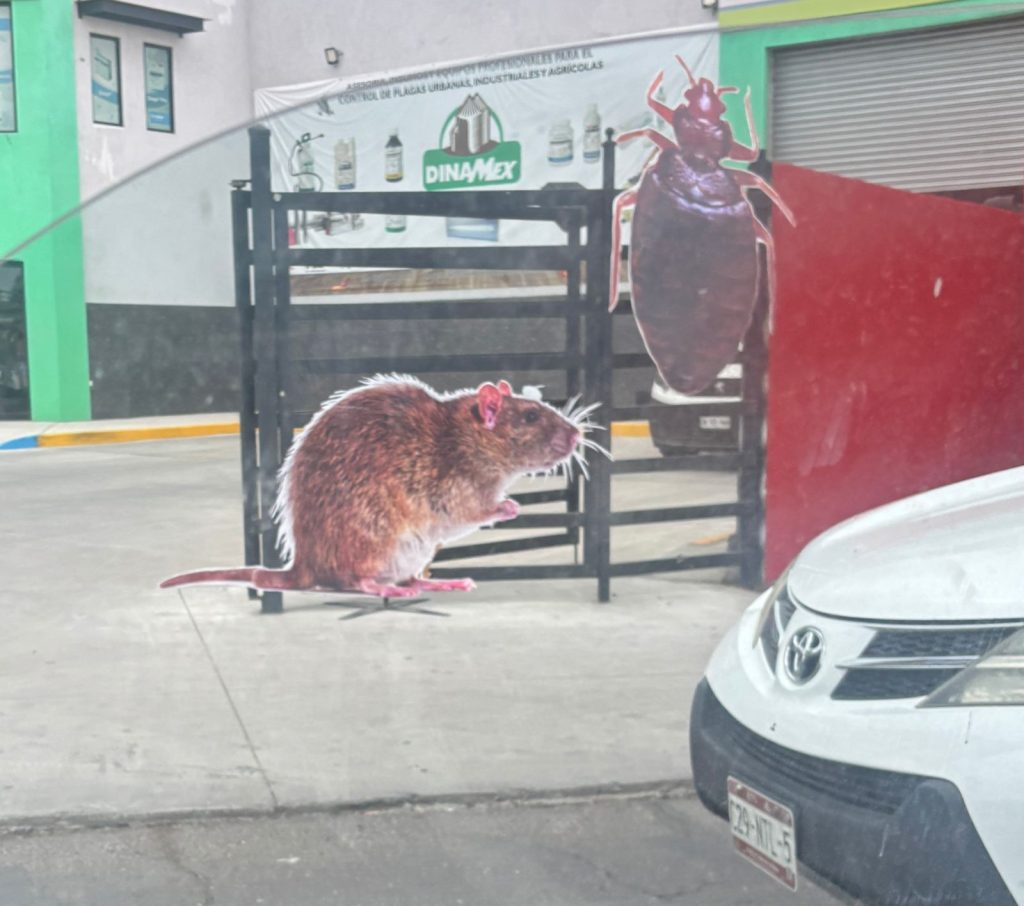 El Radiador: Un tejón con un pasado tormentoso y sin nada que perder, un elefante que no olvida matar y un cangrejo llamado suertudo 14 WhatsApp Image 2025 09 04 at 7.47.58 AM