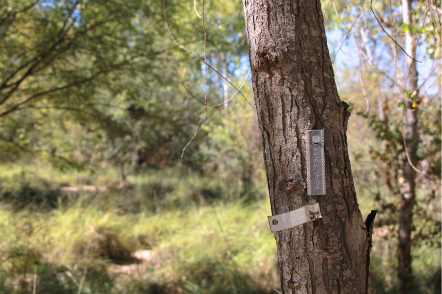 El Chausse, un esfuerzo binacional para regresar a la vida un bosque y el Río Colorado 5 Interiores 900x600 5