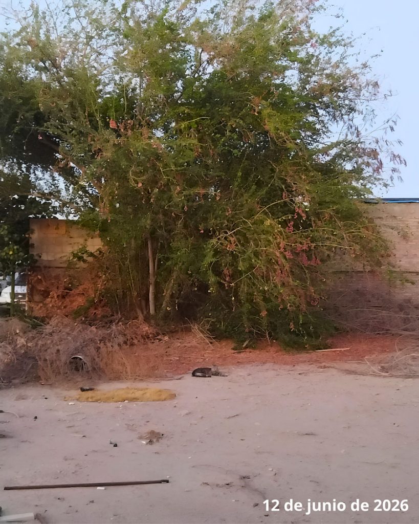Nidos, botellas y banda en vivo: ecocidio y acoso en Conjunto Urbano Esperanza. 1 zona de anidacion 1